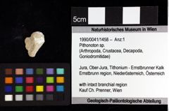 Foto (Objket + Etiketten) von Cracensigillatus gracilirostrus (Robins et al., 2013) 